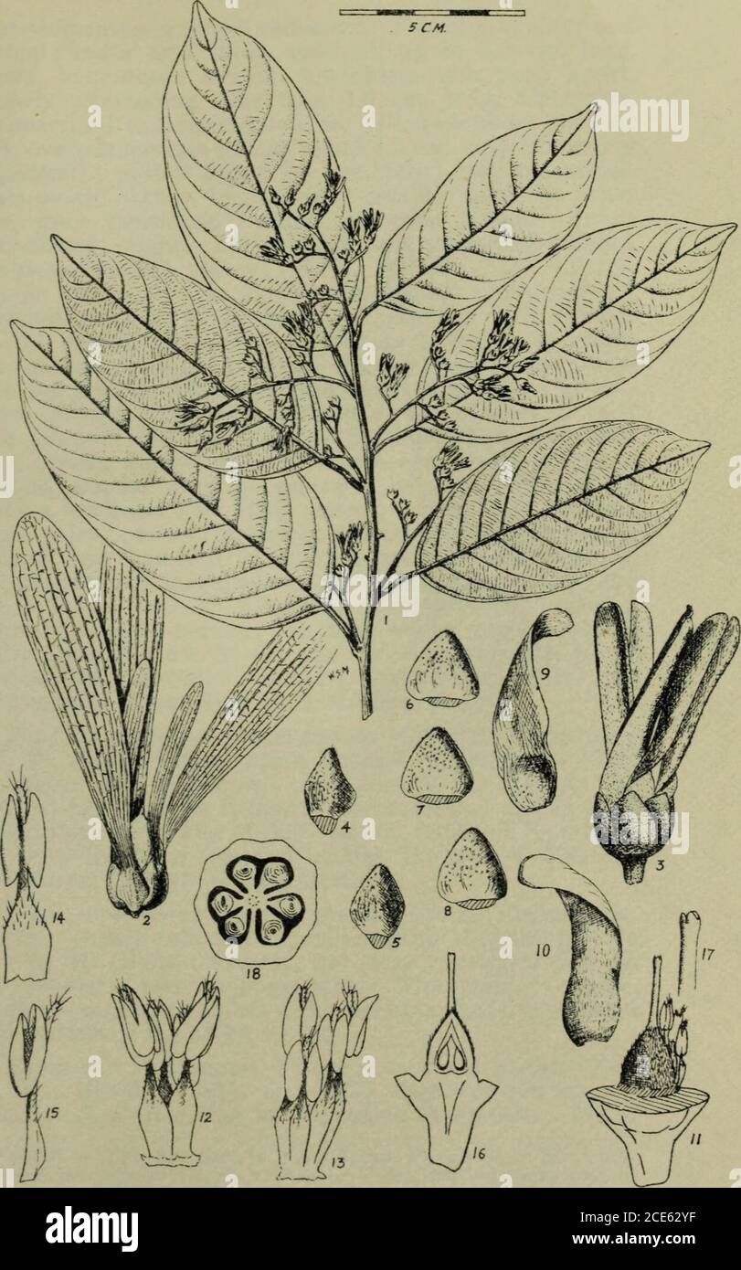 . The Gardens' bulletin; Straits Settlements . ed when young, grooved,minutely dense fulvous tomentose; later glabrescent, black.Leaves elliptic, elliptic-oblong, ovate-lanceolate, or subovate,acuminate and blunt or mucronate at the apex, rounded tosubcordate at the base, usually about 11.0 cm. X5.0 cm.,glabrous and normally drying chocolate-brown above,apparently glabrous (except on the midrib and main nerves)but actually minutely lepidote and yellow-brown or red-brownbeneath; midrib slightly sunk above, strongly elevate,striate, puberulous beneath; main nerves usually 11 to 14pairs, strongly Stock Photo