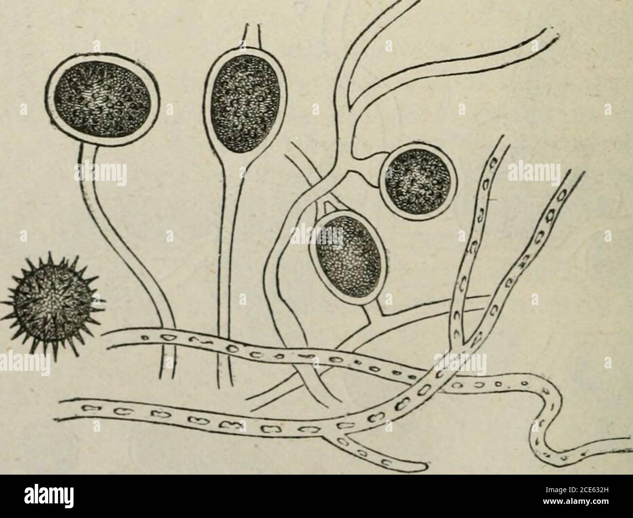 . Journal of botany, British and foreign . wc.5. ad.nat.del. Fig. 2. Peronospora infestans.—Oogonia and antheridia from badly-diseased leaves ofPotato after a weeks maceration in water x 400. (Gard. Chron., p. 69.)K. Eesting-spore with coat of cellulose. L. Eesting-spore washed out ofcoat by maceration. M. Semi-mature resting-spores. N. Antheridia.. Fig. 3. The -(4r^6/ro^7&lt;sofMontagneand Berkeley X 400. (Gard. Chron., p. 69. From Journ. Hort. See, vol. i.) been formed in the stem of the Potato. Oogonia (FF) and anthe-ridia (G) are seen in contact, as well as the resulting spore with itscell Stock Photo