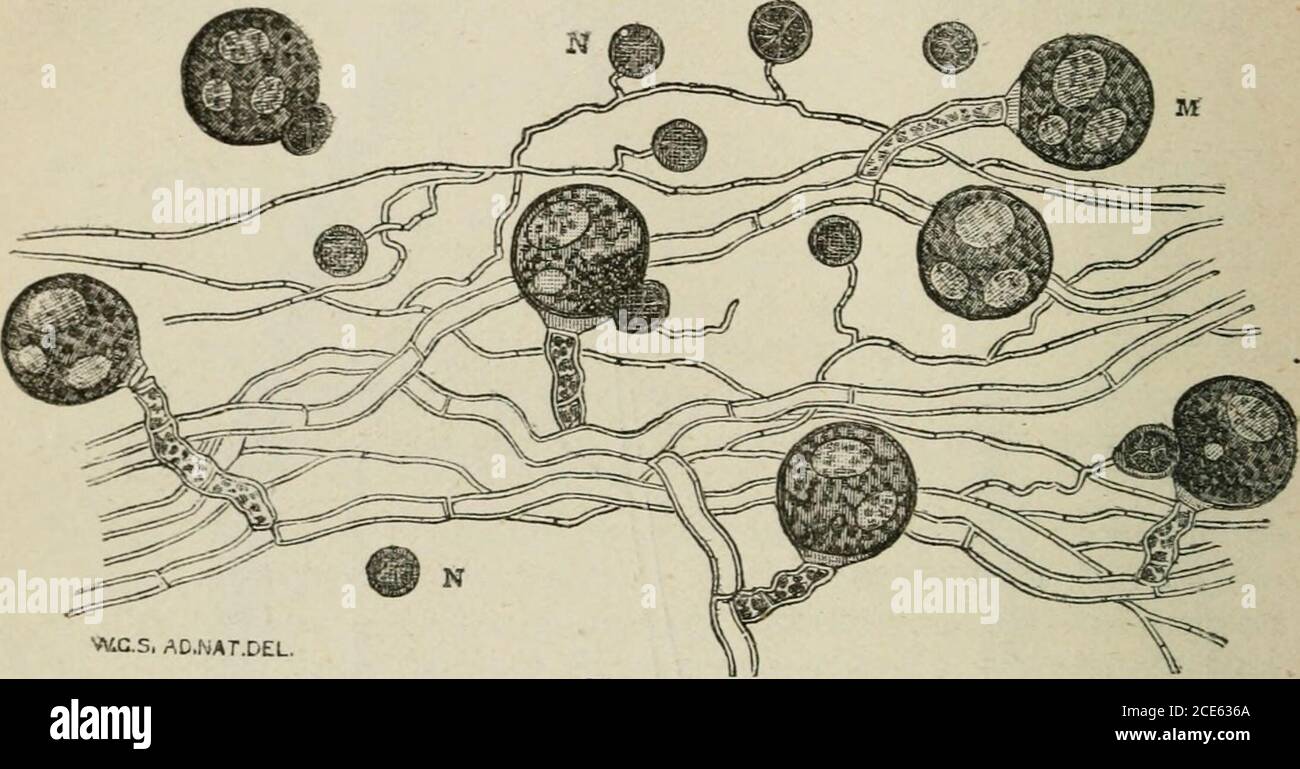 . Journal of botany, British and foreign . wc.5. ad.nat.del. Fig. 2. Peronospora infestans.—Oogonia and antheridia from badly-diseased leaves ofPotato after a weeks maceration in water x 400. (Gard. Chron., p. 69.)K. Eesting-spore with coat of cellulose. L. Eesting-spore washed out ofcoat by maceration. M. Semi-mature resting-spores. N. Antheridia. Stock Photo