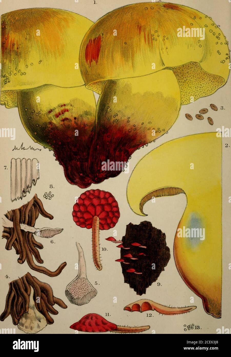 . Journal of botany, British and foreign . WG. Smith del etEiii V, 14.| 15. i ^fi 17. L. 1 II M mem Bros imp 1.3 Hyanum squamosum ScJuk/f. 4.9 AgS-TicMsfEcczJixLJ^oscMlus rwv.sp.10.13 Agancusr-Eca2i^;a-tropunctasP.14.20Agaricusfficaizzi.j acus rwv.sp. Tat.162. S^°13. W G. Smith del et Kth. Mmtern Bros imp. 1.3 Boletus sulfareus Fr. 4.8 Polyporus penetralis txcv. sp.9.13 Lascliia CO c cine a nov. sp. 97 (Original Sttrticlcj^, NEW AND IIAEE HYMENOMYCETOTJS FUNC^I. By Woethington G. Smith, F.L.S, (Tab. 161, 162.) The sub-genus Eccilia is one of the most interesting of all the sub-genera of Agaric Stock Photo