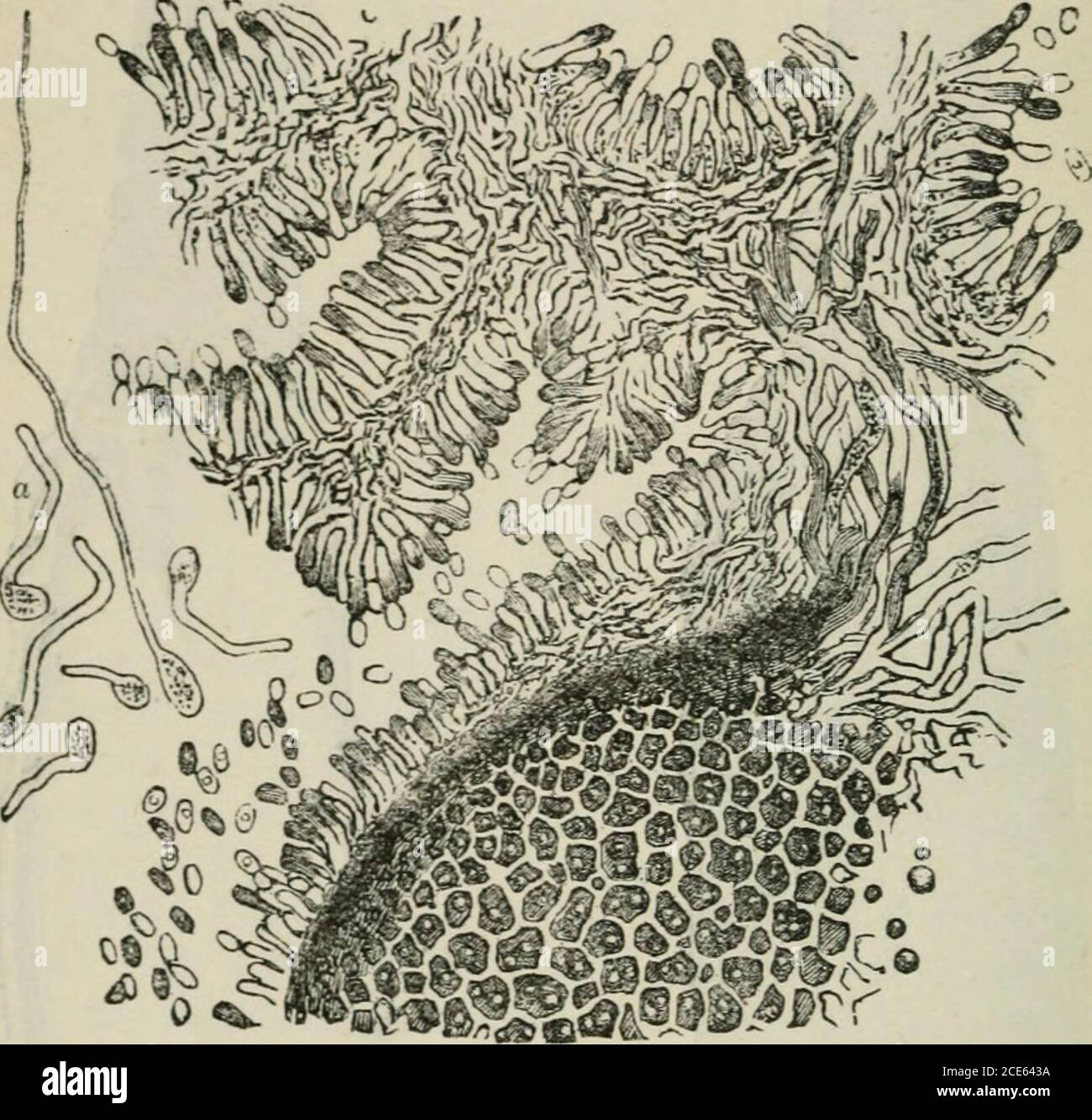 . Journal of botany, British and foreign . er in the foldings of the sphacelia (Fig. 6) are the freespaces where the nucleated cells or spores are produced. The illustration (Fig. 7), copied from Tulasne, shows the relationof the different structures. The dark lower portions of the woodcutis a section through the growing sclerotium, or ergot properly socalled. This is composed, as we have already seen, of densely-packed polygonal cells, filled with oil globules. On its outer surfaceand from its apex aie given off elongated cells, which are the sup- c 2 20 ON ERGOT. ports (sterigmata) of oblong Stock Photo