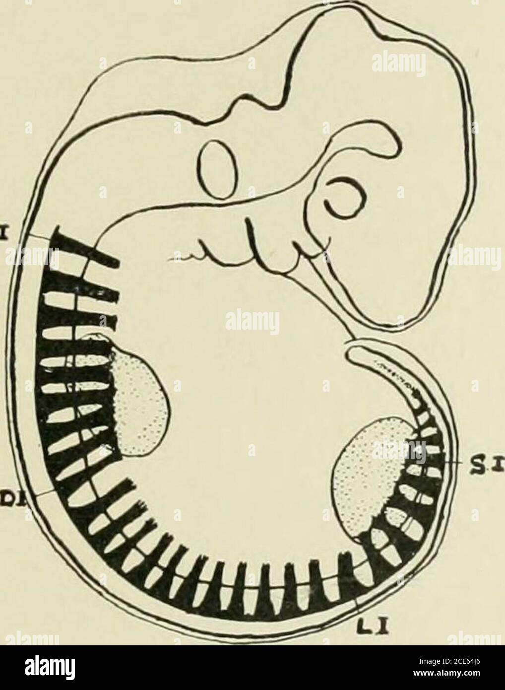 . Journal of anatomy . ss snakes the vertebral bodies carry ribs from end to endof the vertebral column, and this completeness of the rib series is doubtless Relation of Limb Plexuses to Ribs and Vertebral Column 389 due to the fact that the nerves, instead of being gathered into plexuses forthe supply of limbs, run as bands round the body in the intervals betweenthe ribs. This complete rib series disappears with the introduction oflimbs; and it is suggested that, though other and functional factors doubt-less come into play at the same time, the gathering of the nerves into limbplexuses is th Stock Photo