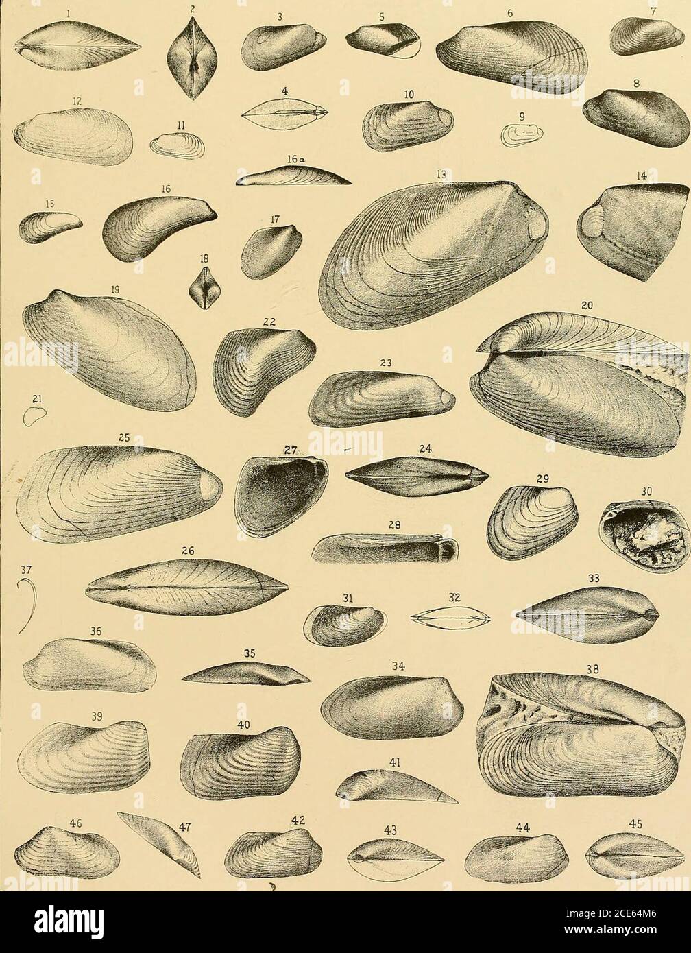 . The Geology of Minnesota . 8344. Fig. 39. CUNEAMYA TRUNCATA, n. sp 622 Cast of the interior of a right valve. Middle Galena, near Wykoff, Minnesota. Figs. 40 and 41. Cuneamya oblonga, n. sp 623 Lateral and dorsal views of the specimen described. The imperfect posteriorend is restored in the figure. Upper Galena, Dixon, Illinois. Figs. 42 and 43. Sphenolium paealleltim, n. sp 624 42. Cast of the interior of a right valve, imperfect at the anterior end, but otherwise in an excellent state of preservation. 43. Cardinal view of the same, with the left valve restored in outline. Lower Blue beds o Stock Photo