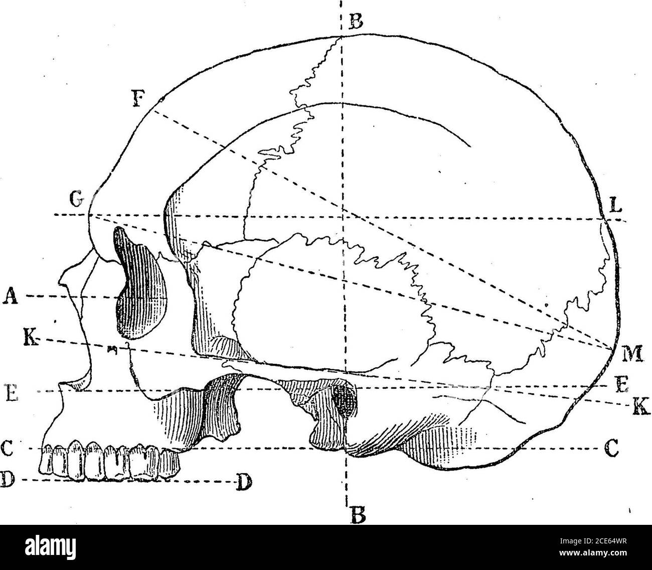 res stock photography and images Biology Diagrams