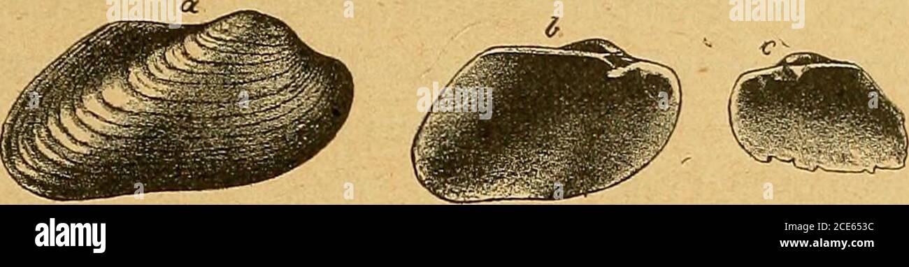 Boidal Rocks . The Geology of Minnesota . boidal or ovate in outline,widest ...