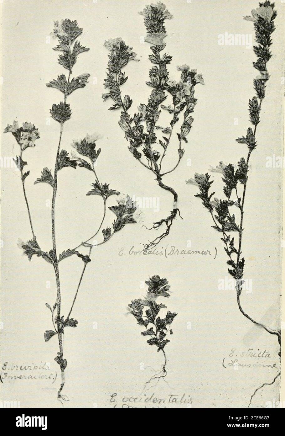 . Journal of botany, British and foreign . ^t*^.^ Photo. E. H. Boddington. Hibberd so. Monograph of Euphrasia. Tab. 374.. Photo. E. H. Boddington. Monograph of Euphrasia. Hibberd sc. 417 MONOGKAPH of the BRITISH SPECIES of EUPHRASIA PBEFACED BY AN EpiTOME OF PrOF. WeTTSTEINS ViEWS ON THE DeVELOPJIENT AND Distribution of the European Species. By Fkederick Townsend, M.A., P.L.S, (Plates 374-80.) (Continued from p. 406.) 5. Euphrasia curta Fries, Novit. Flor. Suec. ed. 2, p. 198, 1828.—pro var. Wettst.Mon. p. 128. Caulis erectus, crassus, rarius tenuis, plerumque in parte in-feriore usque ad medi Stock Photo