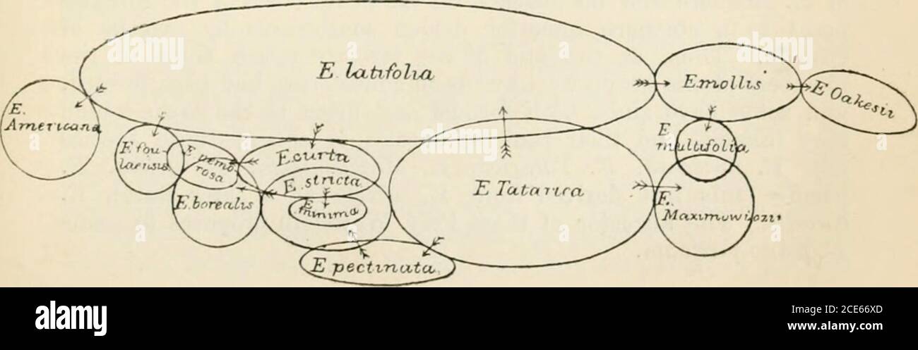 . Journal of botany, British and foreign . Ancestors of Ancestors of E. alpina, hirtella, E. cuneata, ?grandijlora, &c. iiisignis, &c ^ Ci ti^ Jv^ &gt;^ a -i 3 e K -i a «a C^^ 3 A, e 2 a 1 t 1 IS a ? i 1 Euphrasia, Sect. Trifida. Subsection I. includes all the European species; it is dividedinto three groups, viz. Group I. Parvijiora; Group II. Grandifiorce;Group III. AnfjustifoUa,; and as all these are represented by ourindigenous species, I propose to take into consideration each groupin order. Section I., Eueuphrasia; Subsect. I., Semicalcarat^ ;Group I., Parviflor-e.This group includes thi Stock Photo