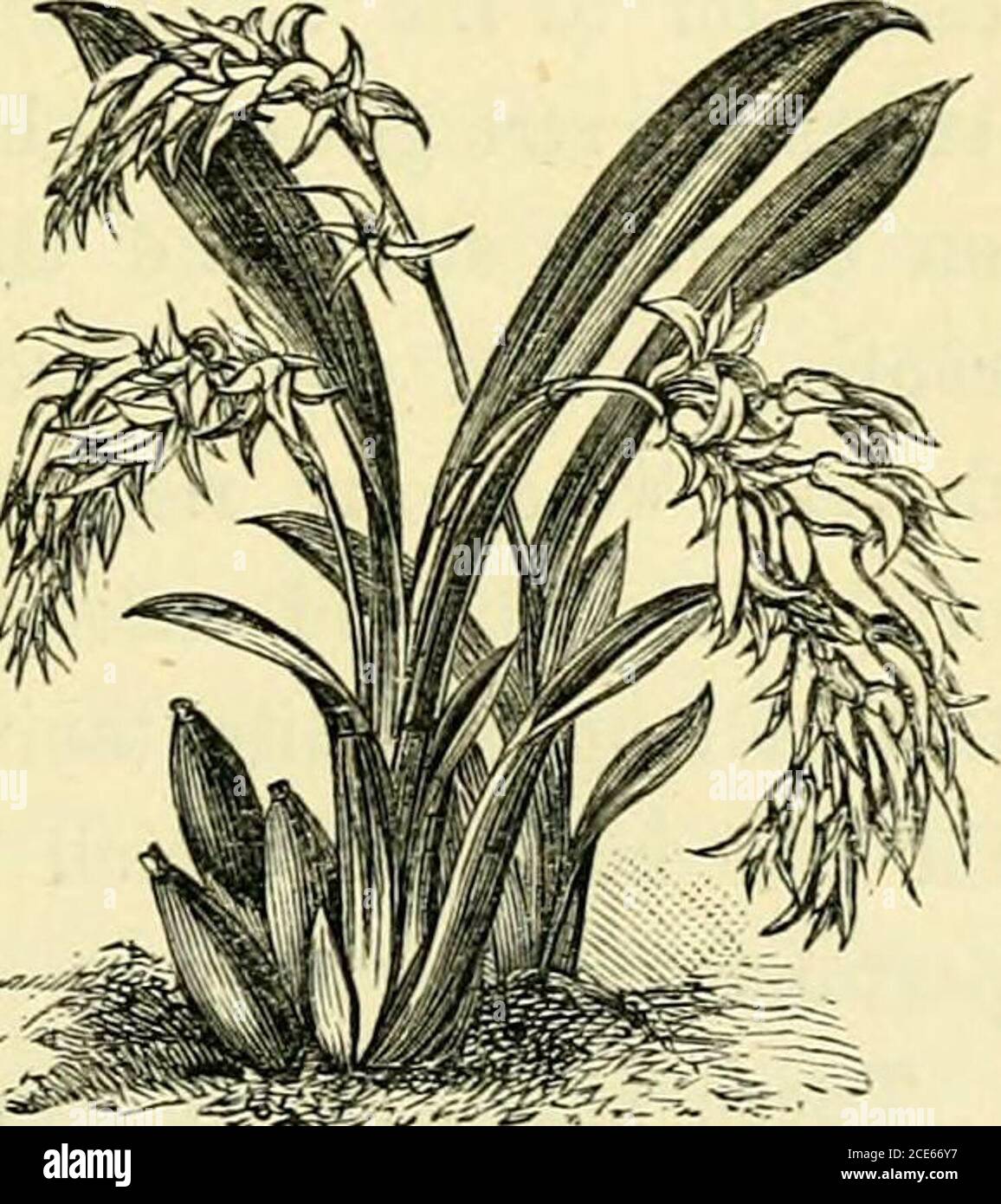 . The orchid-grower's manual : containing descriptions of the best ...