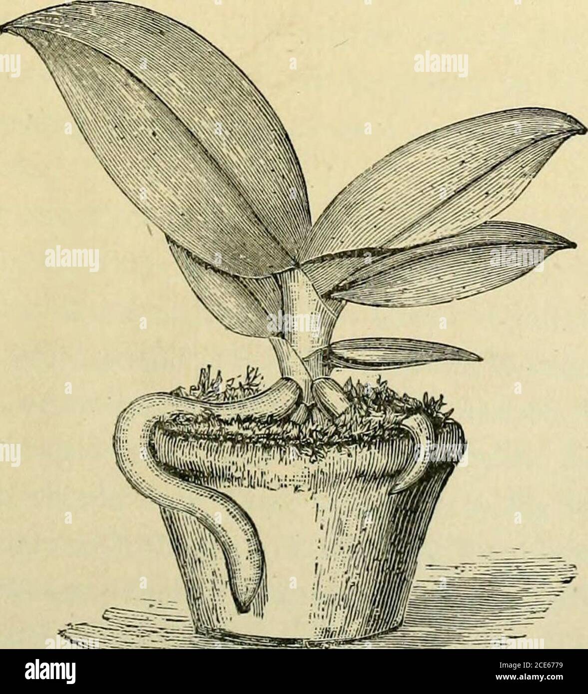 The Orchid Grower S Manual Containing Descriptions Of The Best Species And Varieties Of Orchidaceous Plants P1ial En0psis 22 Phae Enopsis 3 Years Phal Nopsis Seedlings In Various Stages Kaising Orchids From Seeds 61