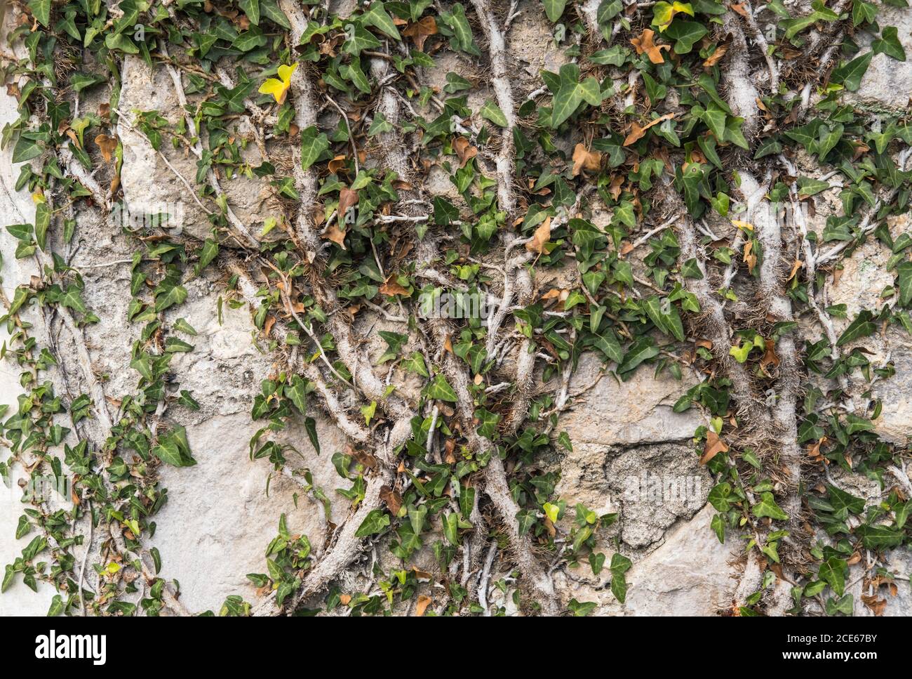 Old medieval wall overgrown with ivy Stock Photo