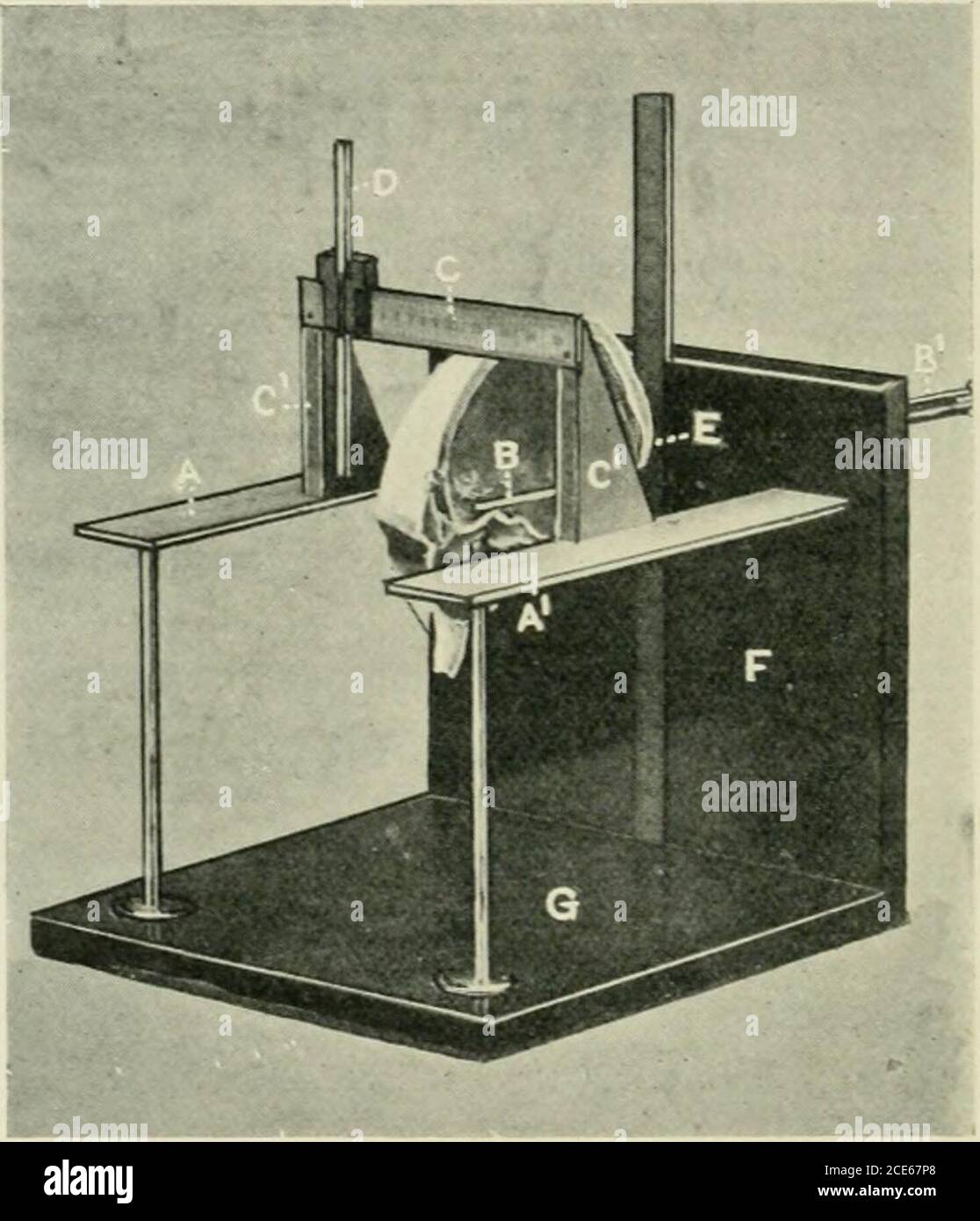 . Journal of anatomy . be pushed forwards in front of the vertical plate for an. Fig. 1.—Craniometer with skull (20S mm. long). The skull is bisected in thespecimen shown in order to show the position of the orienting rod B B. A, A, lateral plates, marked with millimetre scale, zero being at tlieir commencement at the verticalplate (F); B B, orienting rod; it works along a vernier placed behind the vertical plate (K);C, the bridge ; C C, uprights of bridge ; D, sliding indicator ou bridge ; E, zero-point, whereorienting rod perforates the vertical plate ; F, vertical plate; G, foot-plate. exte Stock Photo