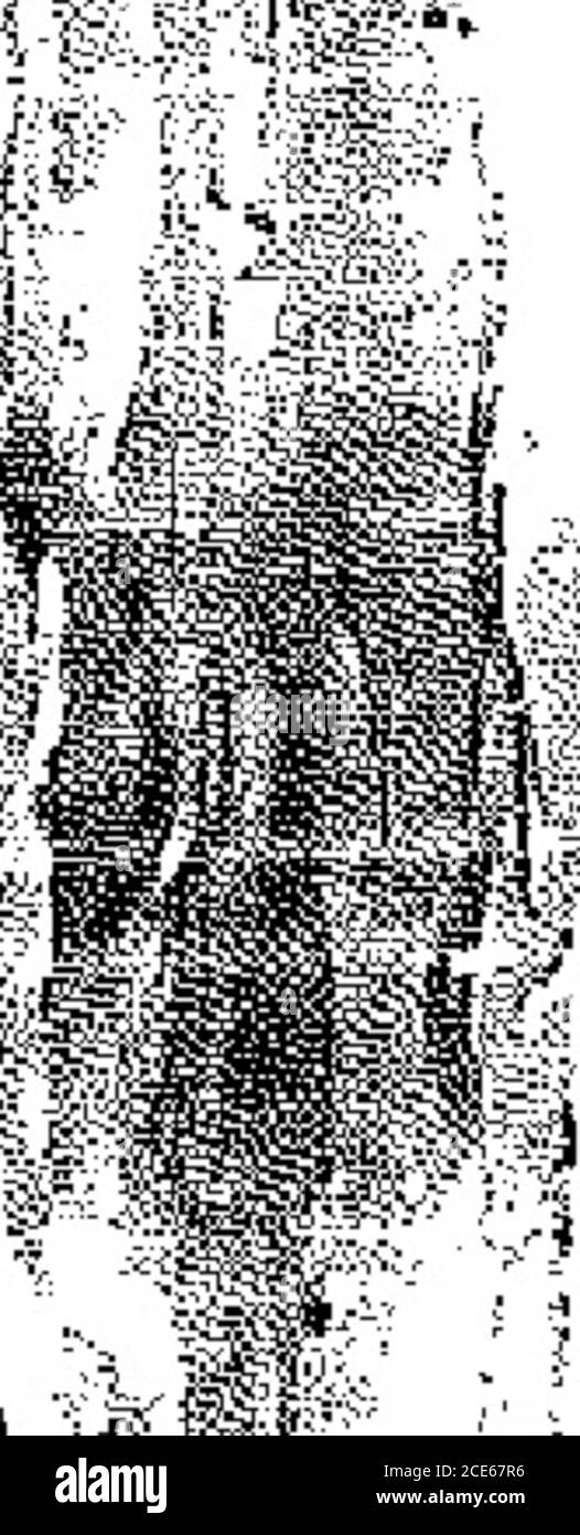 . The War Cry . ^^B^^^^^^^^^^^^^^^^^^^^^^^^^^^^^^^^M tut? WAR CRY, i. GOOD-BYE TO TORONTO. (Continued from Page 8.)presented the wives of the threemil-going leaders. She dealtmoie nai-litu-l.iriy v.ilh ll;home side of things, and urgedher hearers to remember theunseen toil of the wives whichoften had been the means ofbringir.gr succor to the hus-bands labours. The concluding portion of (liemeeting consisted of short fare-well fiddrcssca from each of thethree OHlc-eM. Brigadier M«re-licii—there could be no doubtabout his determination to winthe sea-girt isle for find. His .ad-dress roused the p Stock Photo