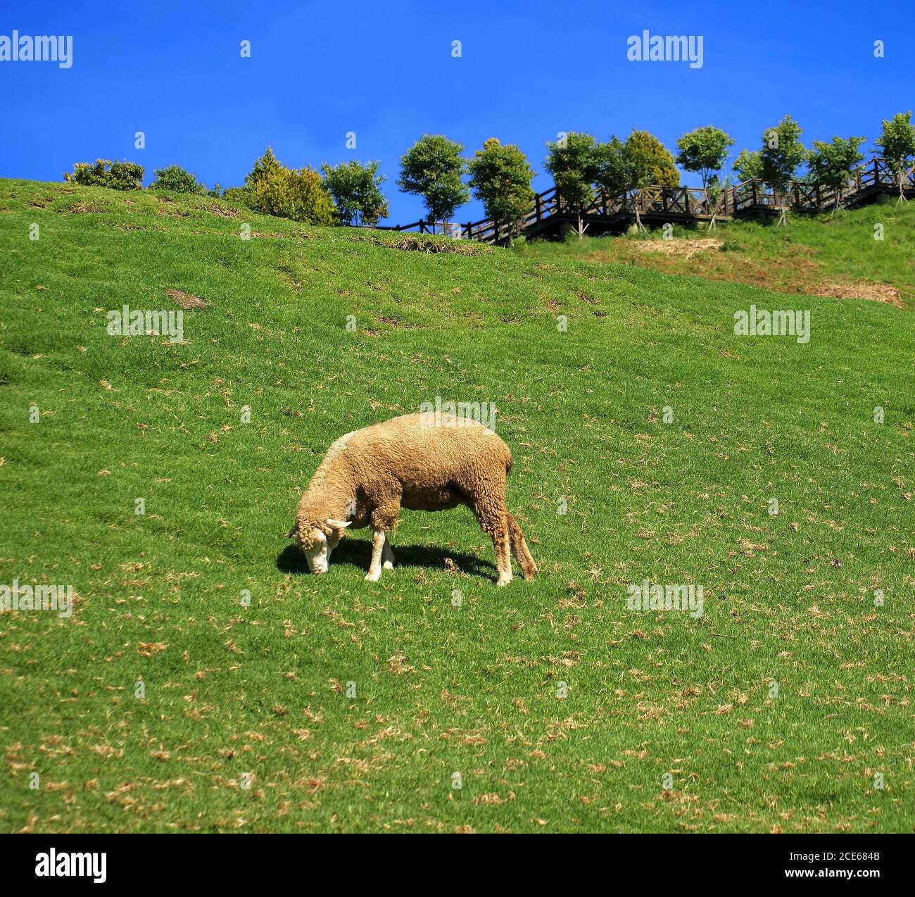 Sheep Grazing on Lush Pasture Stock Photo - Alamy