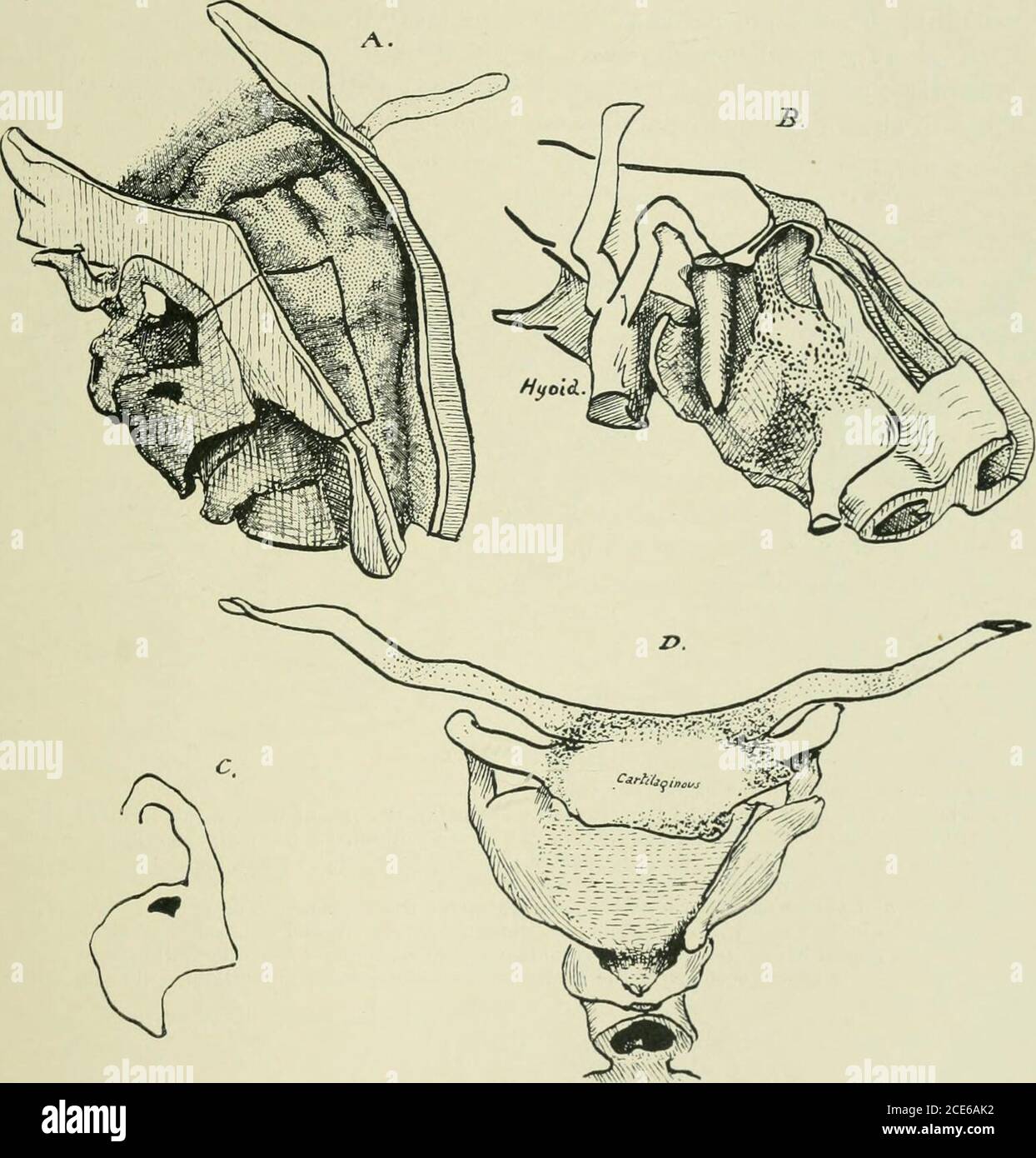 . Journal of anatomy . )art of the ? body.The larynx is outlined deeply ...