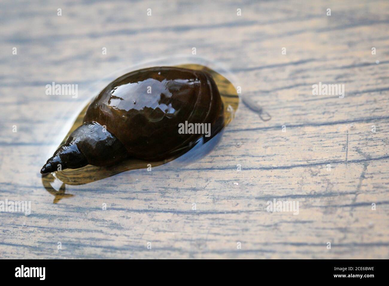 A close-up of a Lymnaea stagnalis sludge snail, a pond snail. Stock Photo