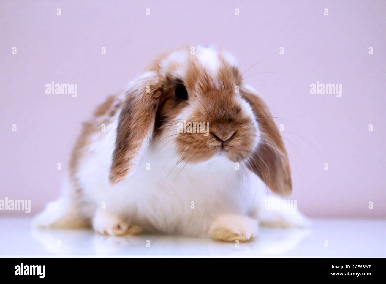 Photo shoot with a young dwarf rabbit Stock Photo