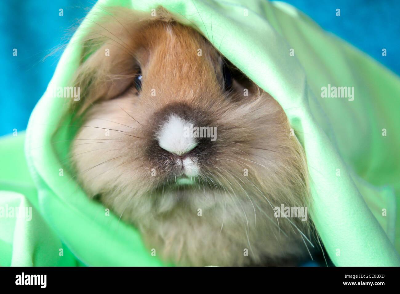 Photo shoot with a young dwarf rabbit Stock Photo