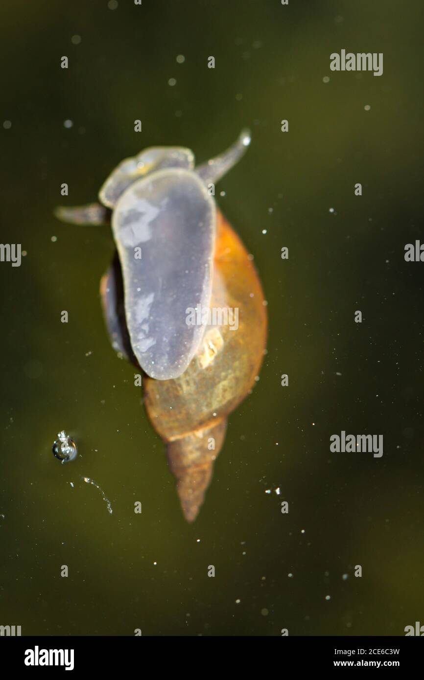 A close-up of a Lymnaea stagnalis sludge snail, a pond snail. Stock Photo