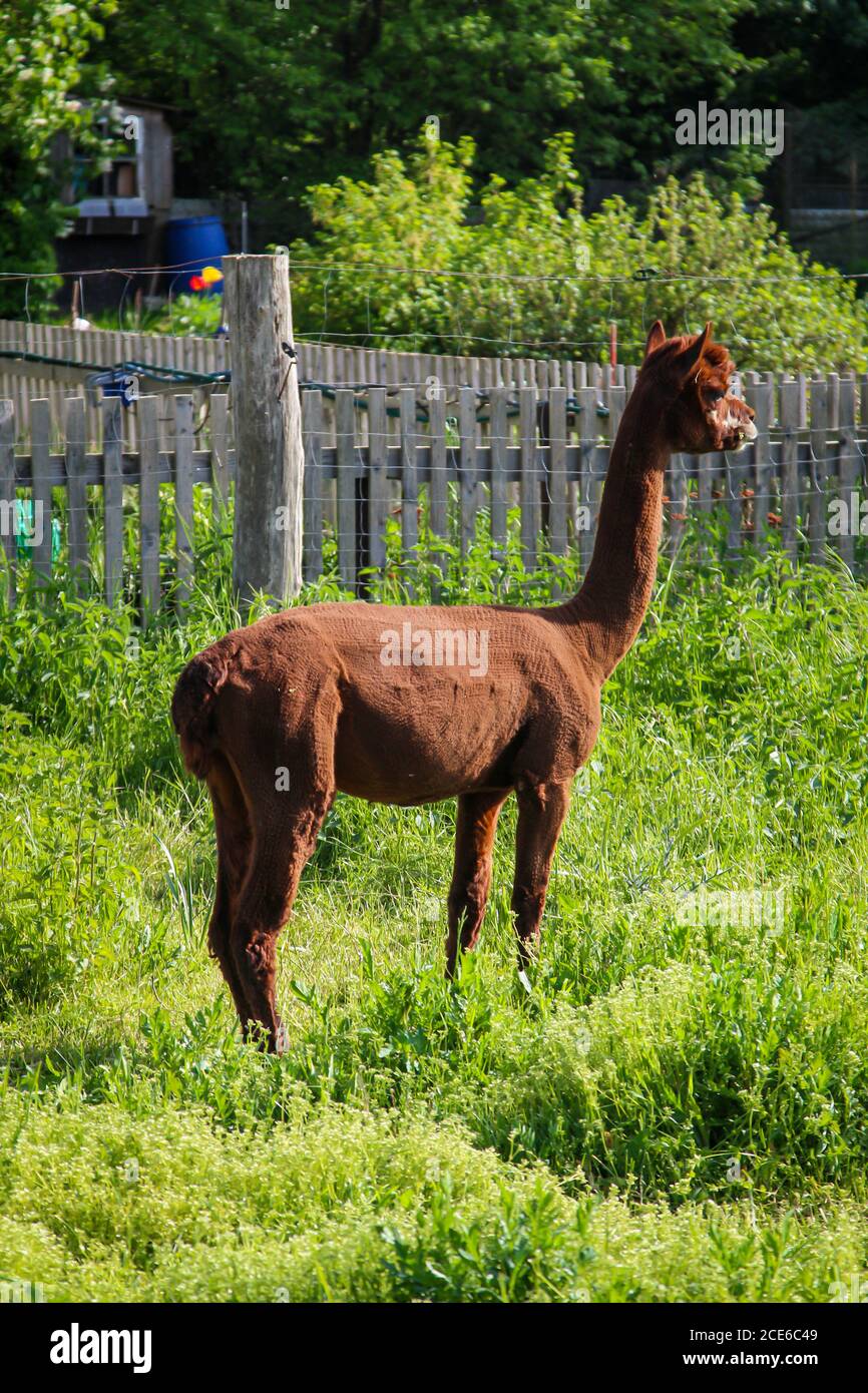 just shorn alpacas on a pasture Stock Photo