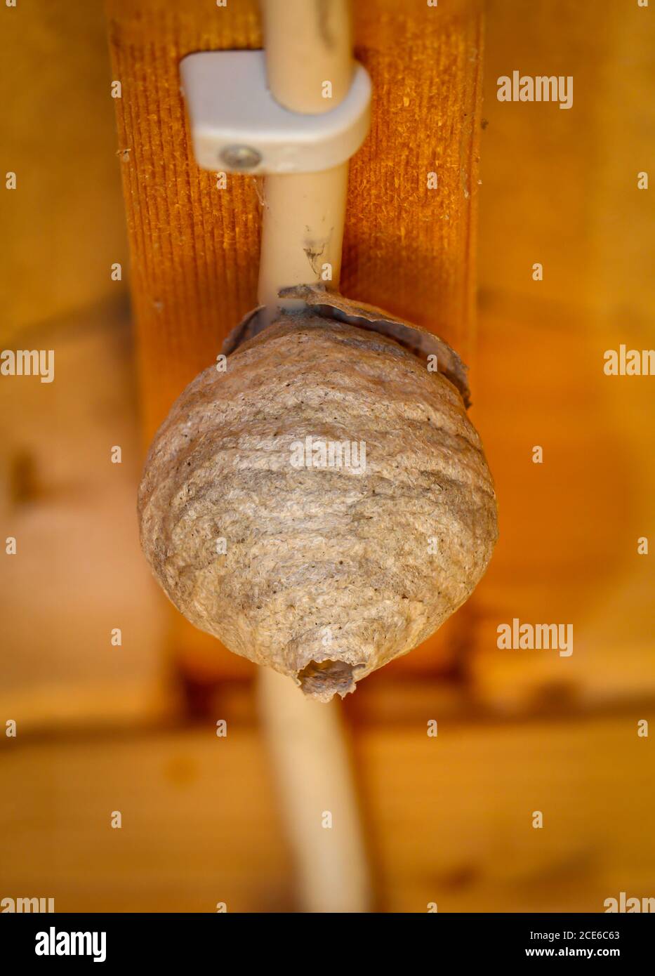 The start of a wasp nest under construction on a ceiling. Stock Photo