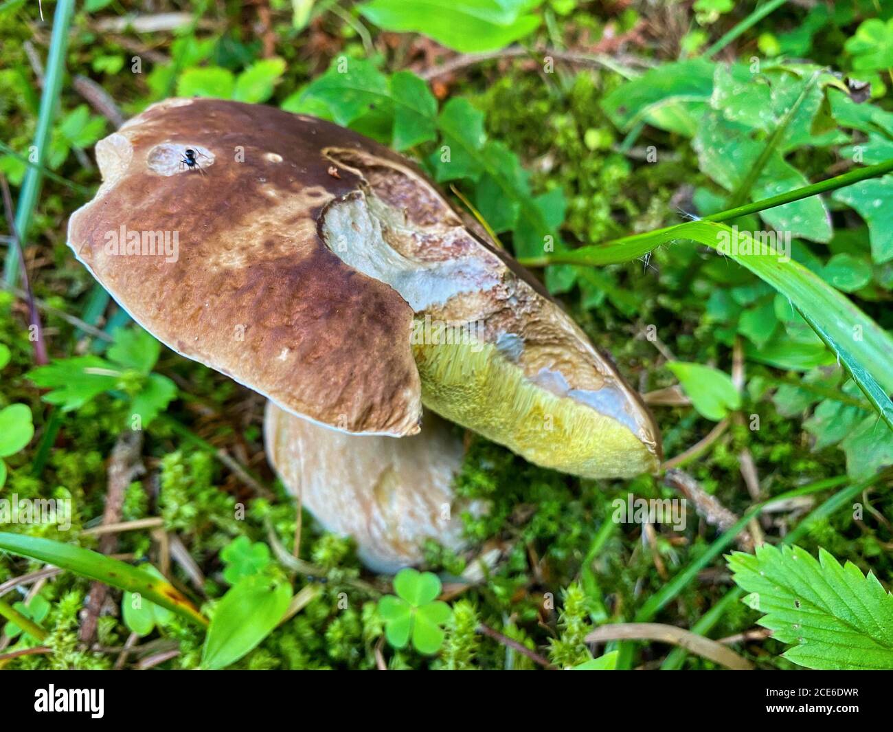 Giant boletus mushroom in the forest. Porcino in italian alps Stock