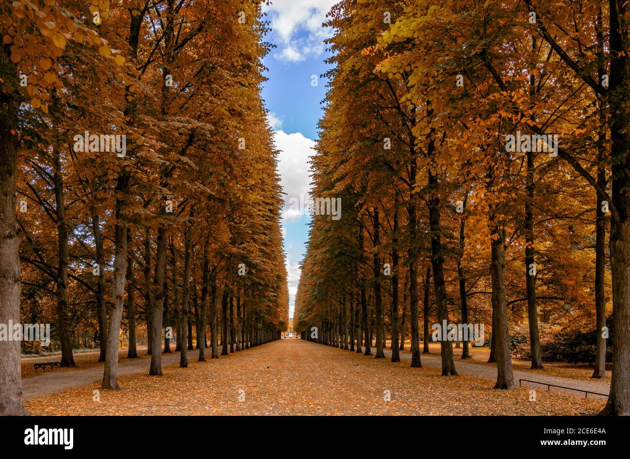 A beautiful endless alley of tall trees lead to the horizon in autumn Stock Photo