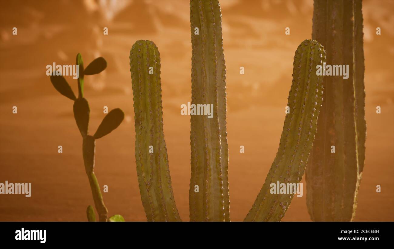 Arizona desert sunset with giant saguaro cactus Stock Photo - Alamy