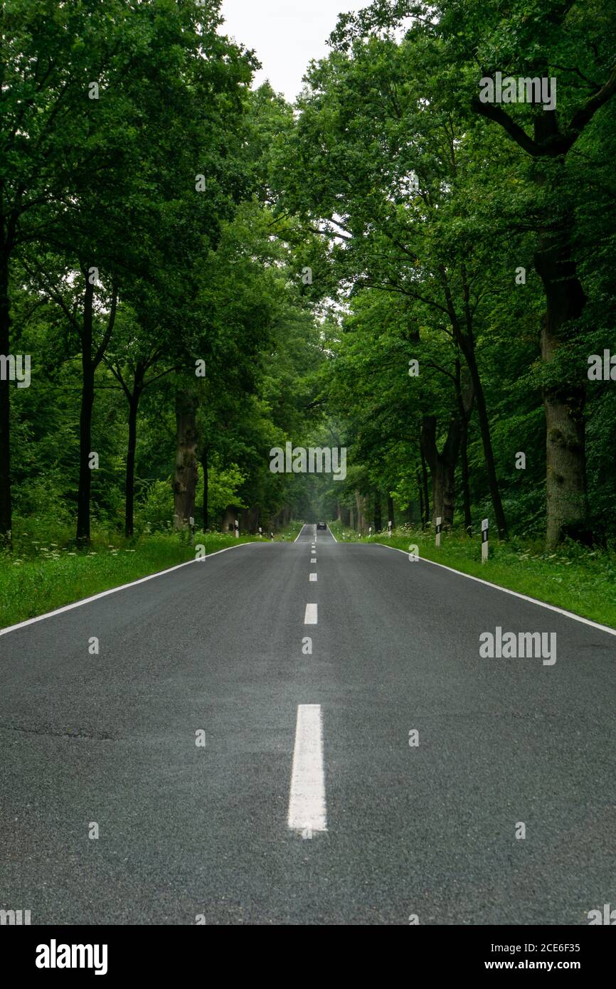 An empty blacktop two-lane road in deep lush green forest with copy space Stock Photo