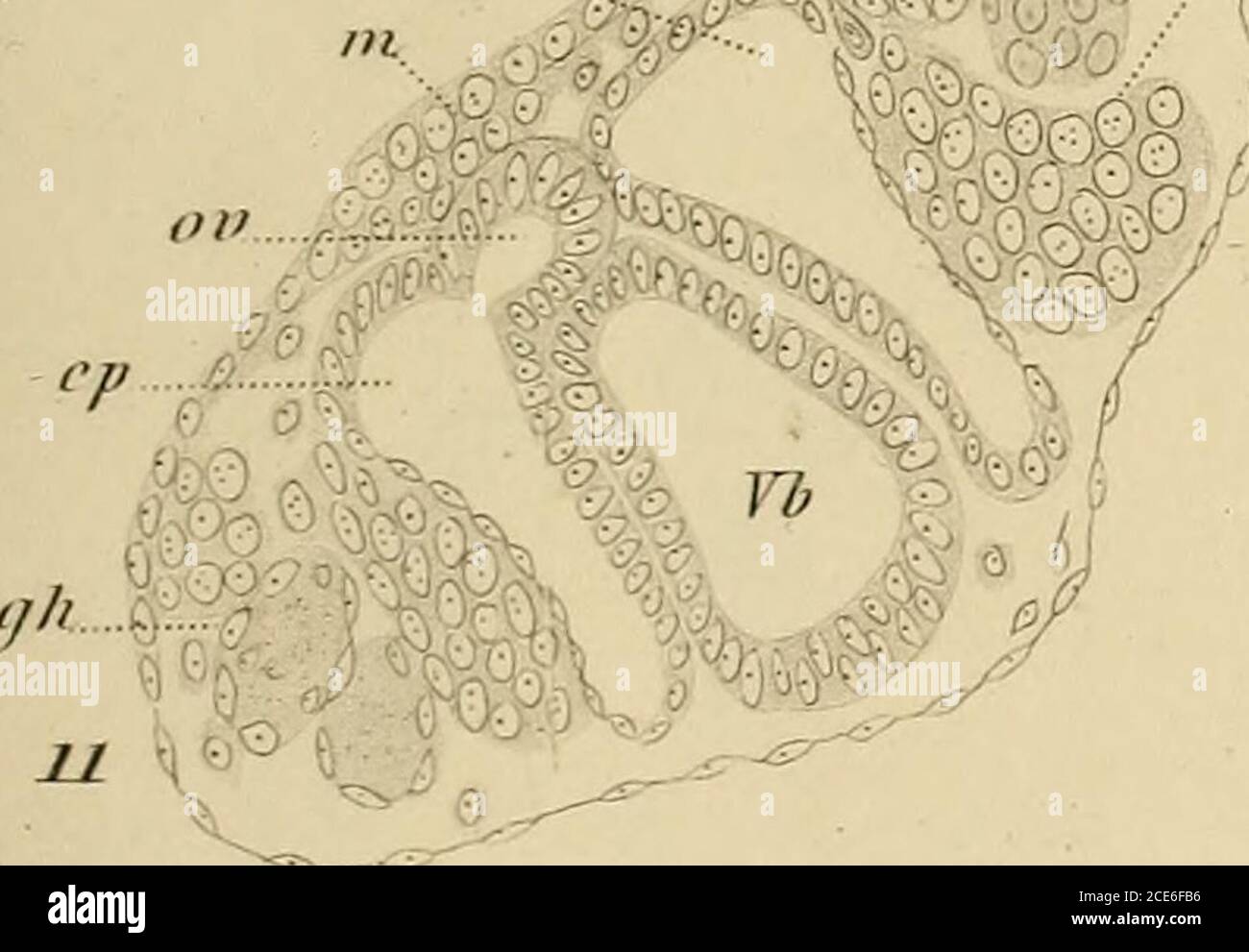 Annales Des Sciences Naturelles Met C O Fw Ect L 6 Gt S M 0 G 910 V Wk 4 H C S R 3 E A Fiy Oji Del Ju U Eo7ij