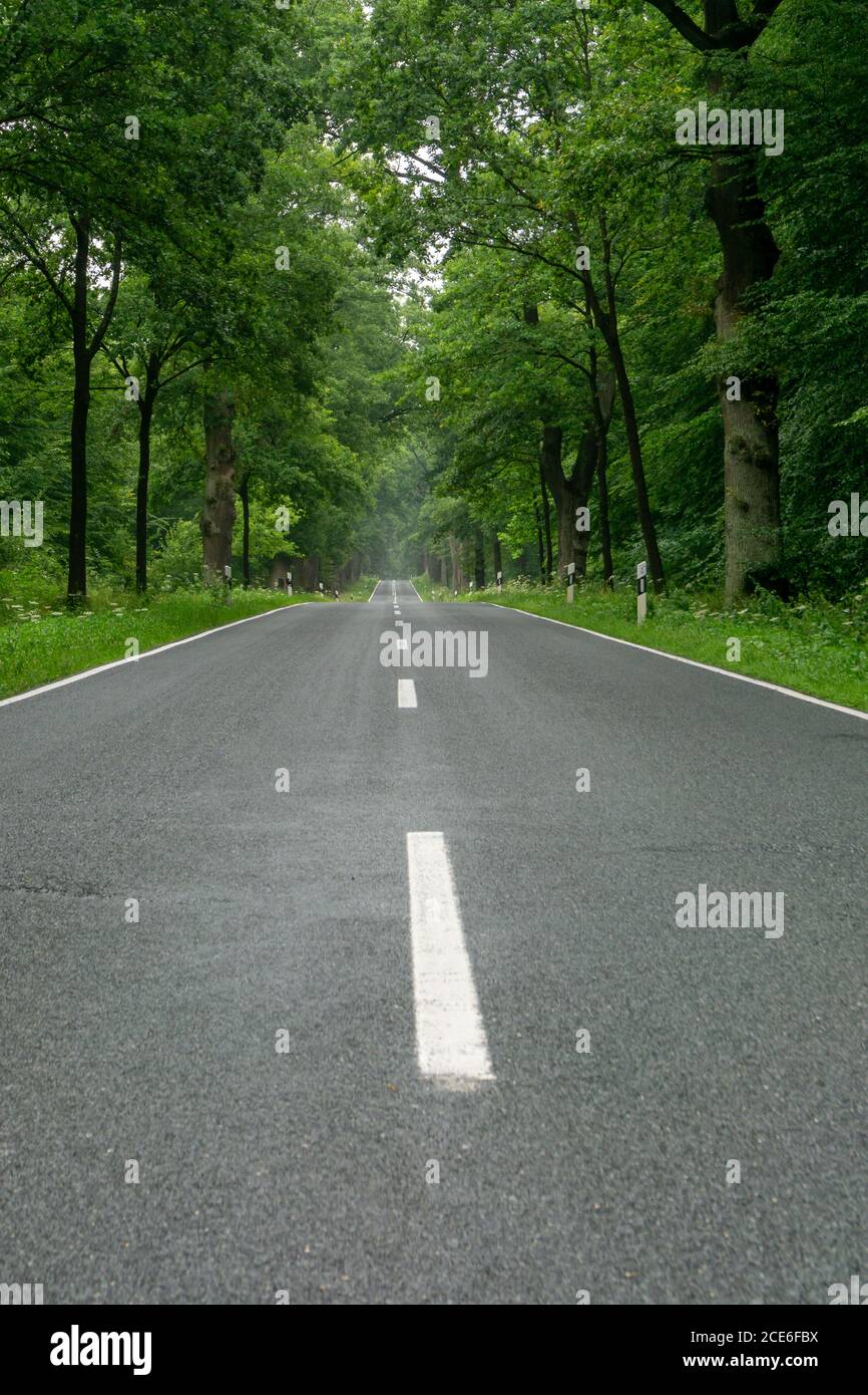 An empty blacktop two-lane road in deep lush green forest with copy space Stock Photo
