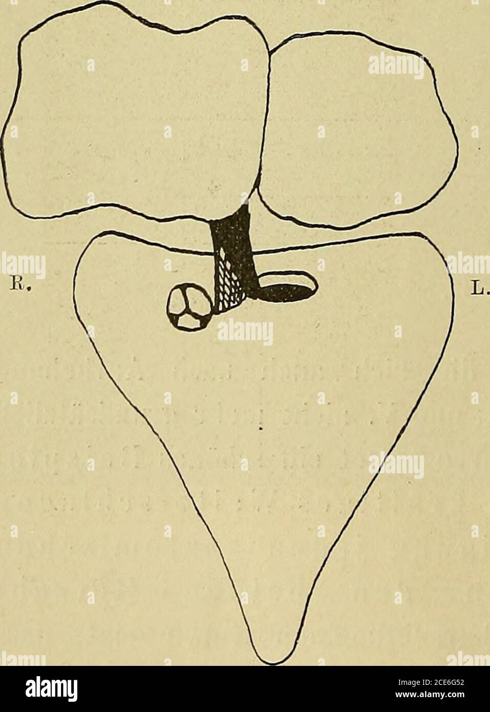 Page 3 Von Herz Zu Herz High Resolution Stock Photography And Images Alamy