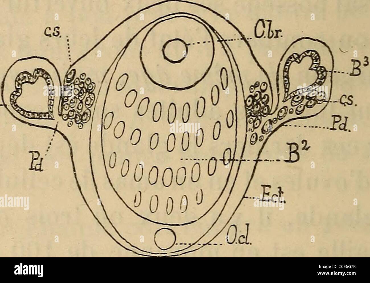 . Annales des sciences naturelles . o-ment même où se produisait la migration; le liquide fixateura surpris les cellules sexuelles au moment où certainesdentre elles avaient déjà émigré, tandis que dautres étaientdans le pédicule ectodermique qui relie le bourgeon au pa-rent; les dernières enfin étaient encore dans le parent. Considérons en particulier lune des jeunes colonies de B.Schlosseri qui ma fourni de semblables résultats. Cest lune 310 A. piKorv. delles que représente la ligure 62, PL VII. Les trois pre-mières générations de blastozoides depuis la fondation de lacolonie y étaient repr Stock Photo