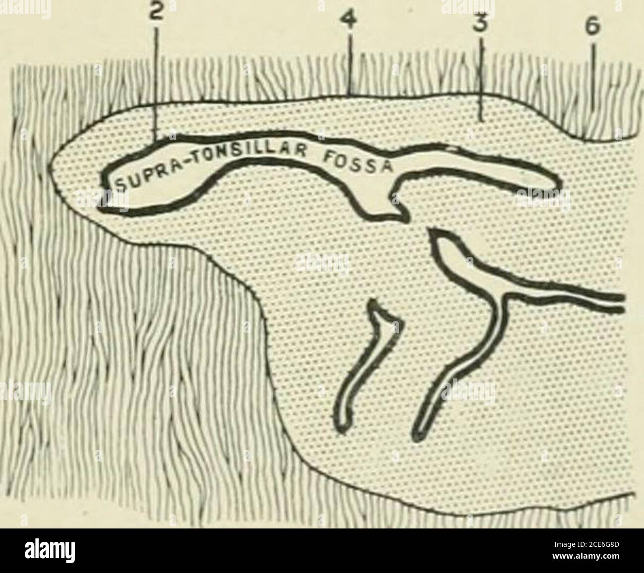 . Journal of anatomy . Fig. 4.—Longitudinal section through sujira-tonsillar fossa of female aged 48 years.. Fig. 5. —Transverse section through supratonsillar fossa. EXPLANATION OF PLATE III 1. Supratonsillar fossa. 2. Epithelium covering tonsil and lining su]iratonsillar fossa. 3. Lymphoid tissue. 4. Capsule of tonsil. 5. Mucous tissue. 6. Connective tissue. 42 Ml- G. Seccombe Hett and Mr H. G. Butteitield one groove only will be seen passing into the supratonsillar fossa frombelow upwards and forwards, between the helmet-like posterior mass andthe rest of the tonsil (see fig. 7). Below and Stock Photo