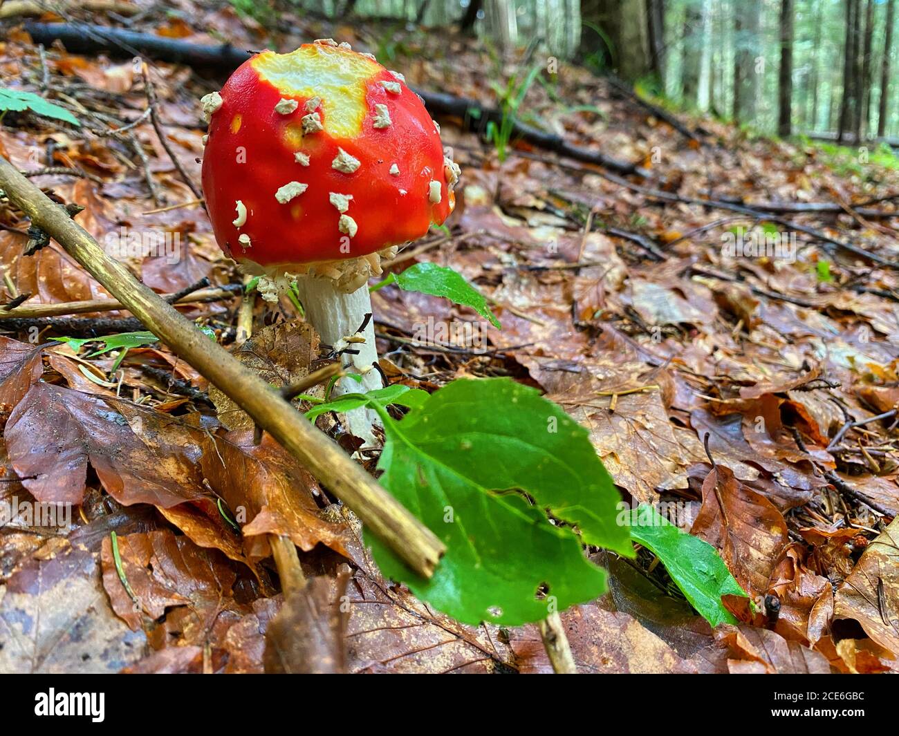 Red poisonous mushrooms in a beautiful forest. Stock Photo