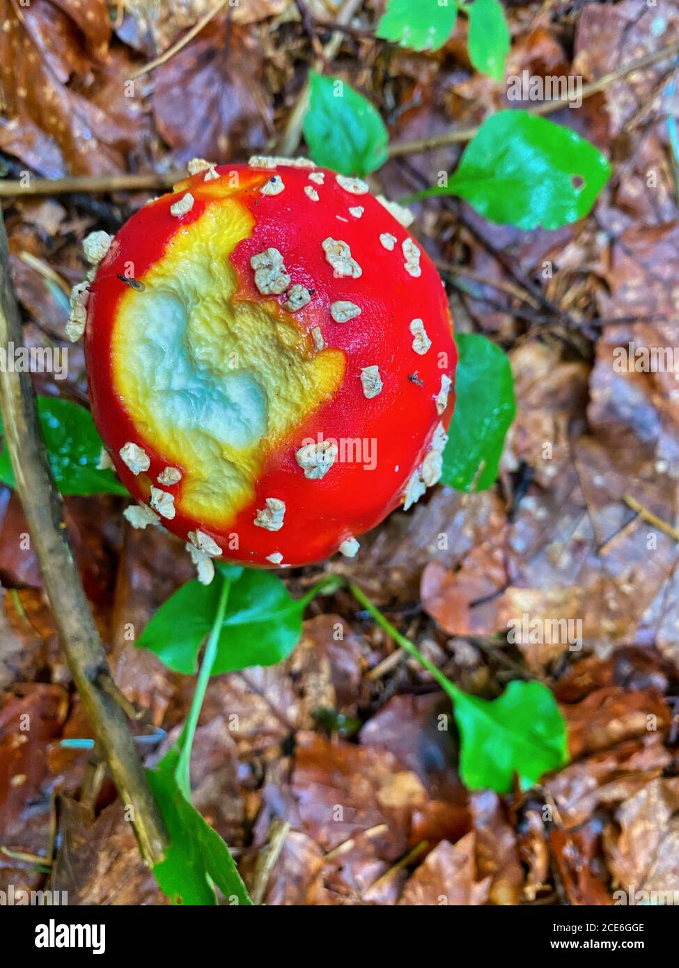 Red poisonous mushrooms in a beautiful forest. Stock Photo