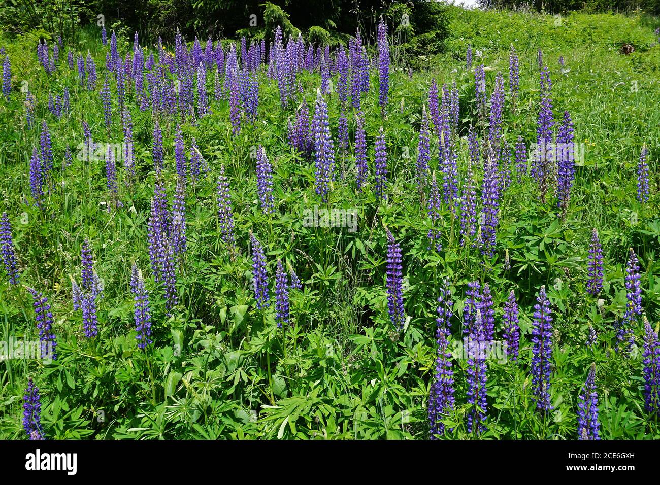 large-leaved lupin in Austria, Europe Stock Photo
