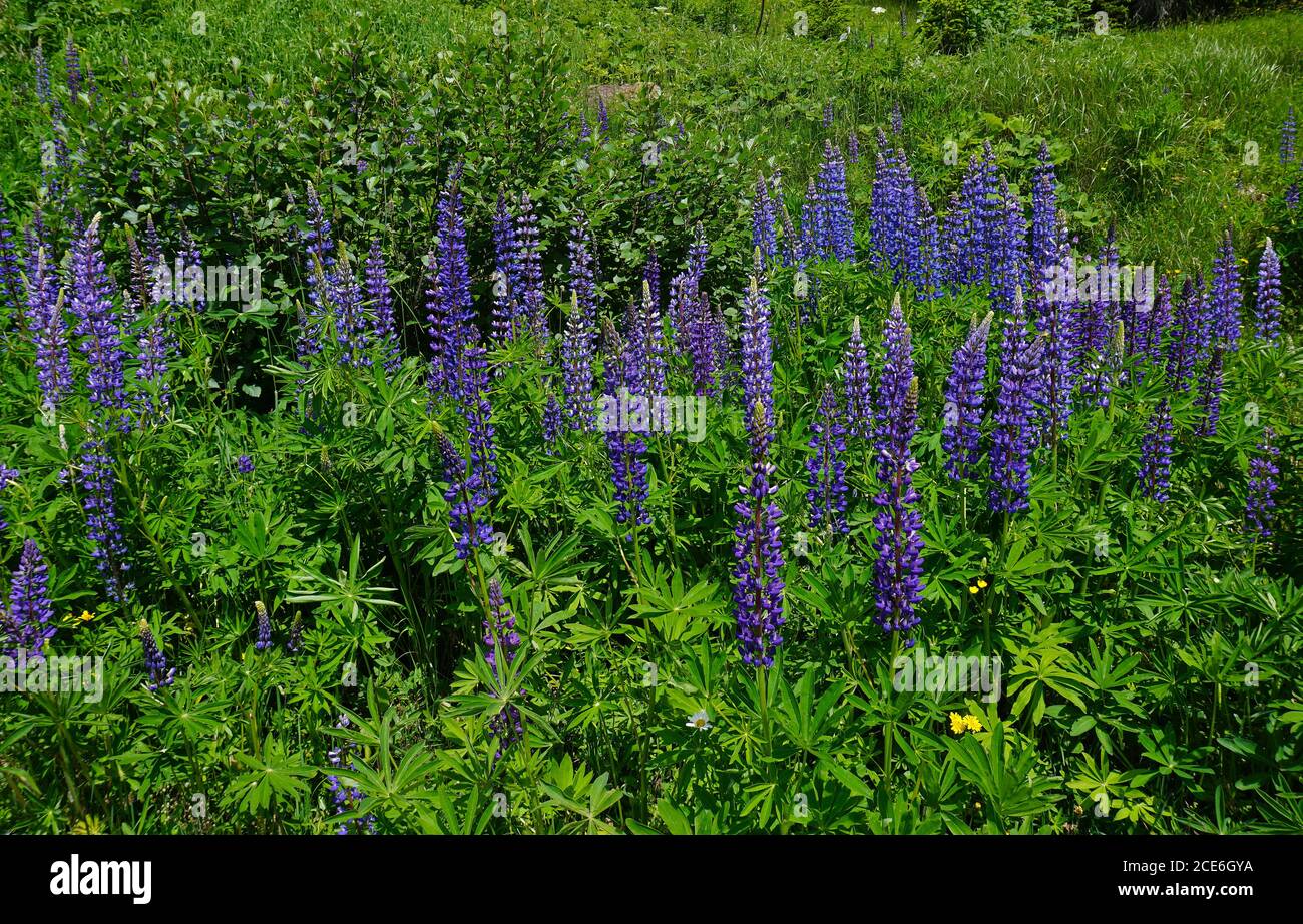 large-leaved lupin in Austria, Europe Stock Photo