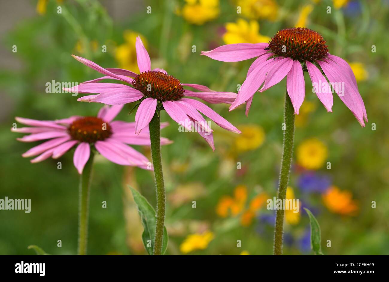 purple coneflower, Echinacea purpurea Stock Photo Alamy