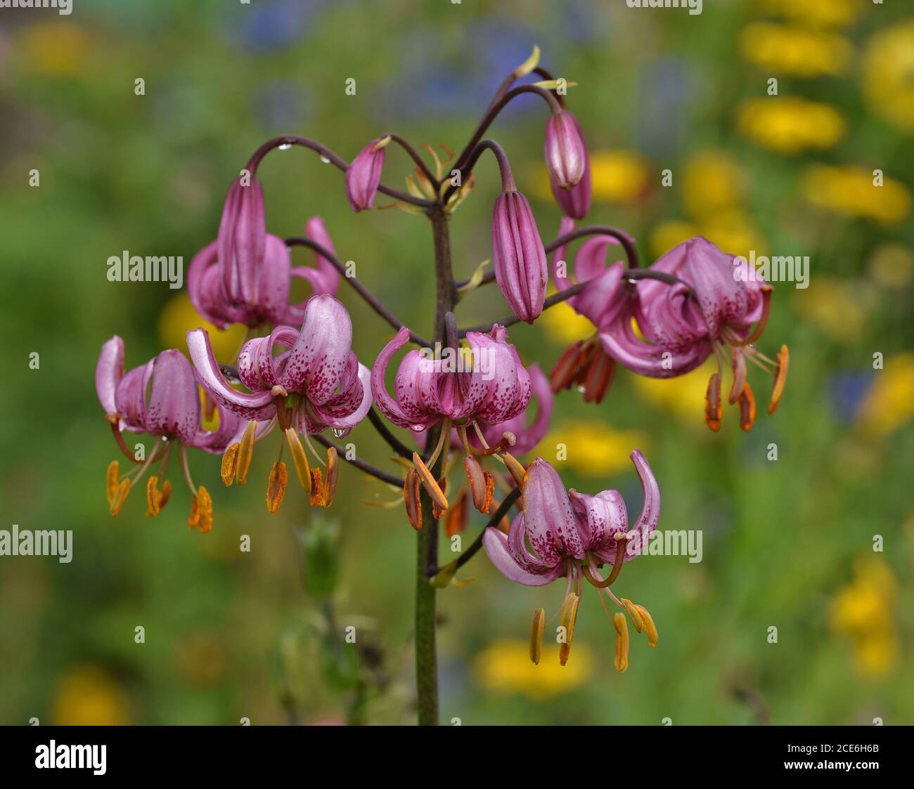 martagon lily, turban lily, Turk's-cap lily Stock Photo