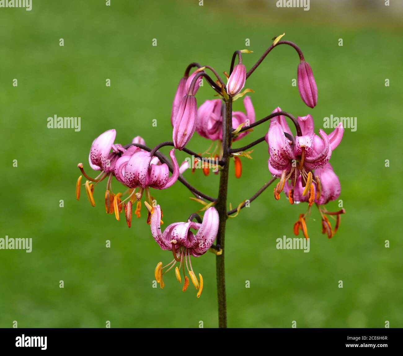 martagon lily, turban lily, Turk's-cap lily Stock Photo