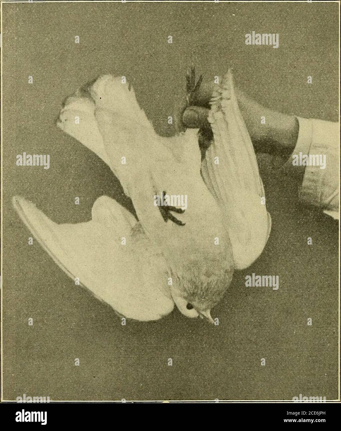 . Pflügers Archiv für die gesamte Physiologie des Menschen und der Tiere . Fig. 2. Ein Meerschweinchen hielt in der Hängehypnose (Fig. 4) jedes-mal nur 2 Minuten aus, obgleich diese Tiere in Kückenlage auch5—10 Minuten bewegungslos bleiben können (Verworn). DieMeerschweinchen werden auch sehr leicht schon durch leise Ge-räusche und dadurch hervorgerufene Gehörreflexe zu Fluchtbewegungenveranlasst. Bei ihnen bleibt übrigens auch bei längerer Dauer der Pflüge rs Archiv für Physiologie. Bd. 150. 4 &gt;o Ernst Mangold: Bewegungslosigkeit, wenigstens in den nicht zum Aufhängen benutztenExtremitäten Stock Photo