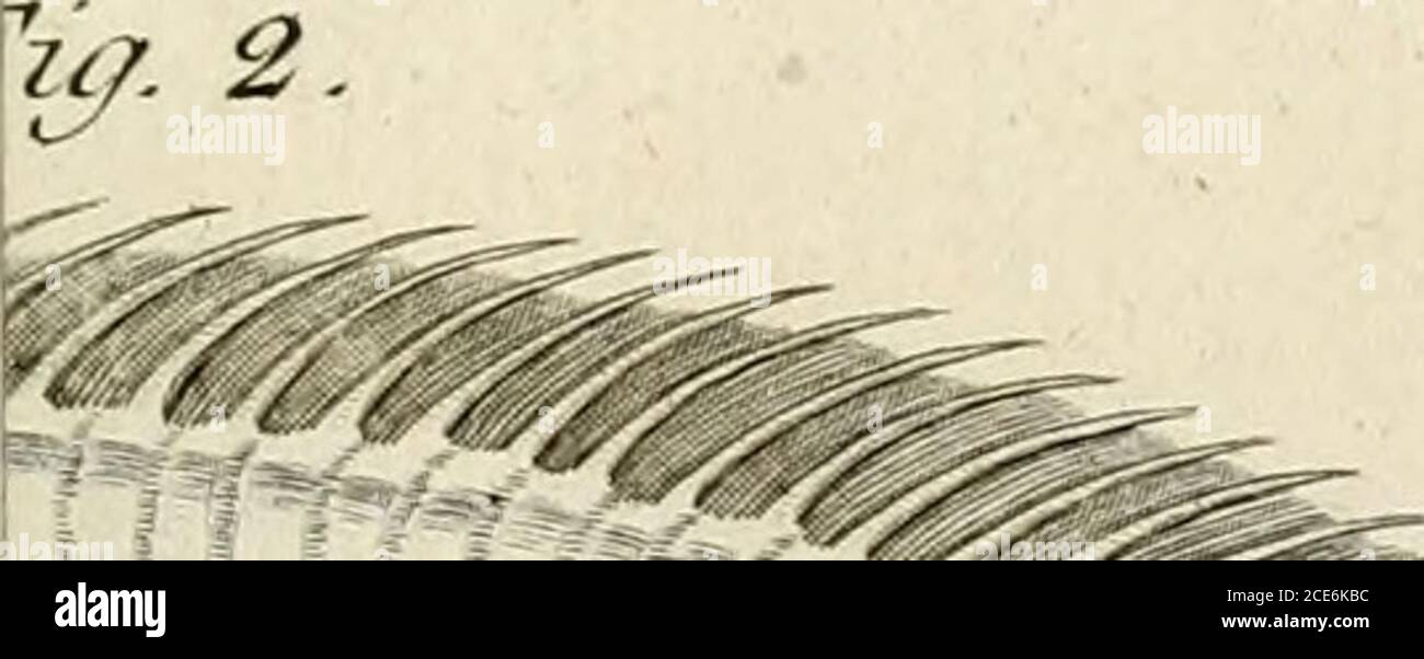 . Acta Academiae scientiarum imperialis petropolitanae . f I I tf 1)1 hf 1177} Stock Photo