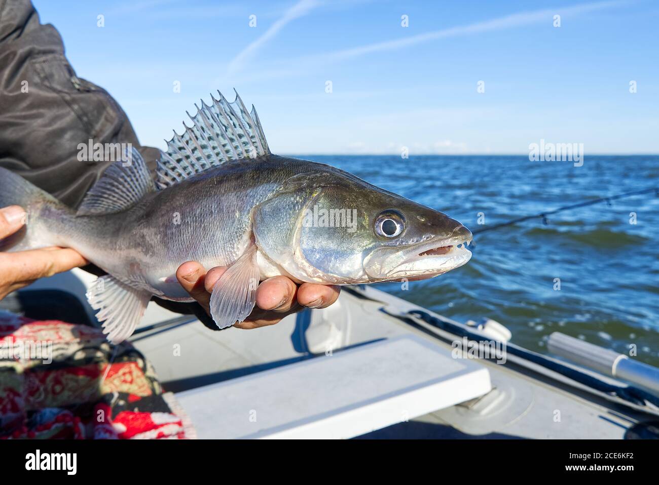 Fisherman holds a caught zander or pike perch in hands against the  background of the Baltic sea. Fishing catch and release concept. Zander on  freedom Stock Photo - Alamy