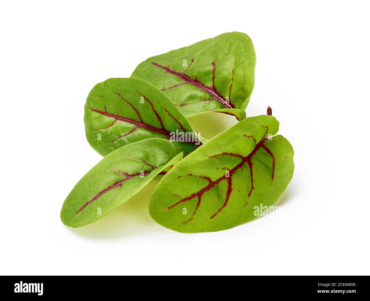 Fresh microgreen sorrel leaves. Red veined sorrel. Stock Photo