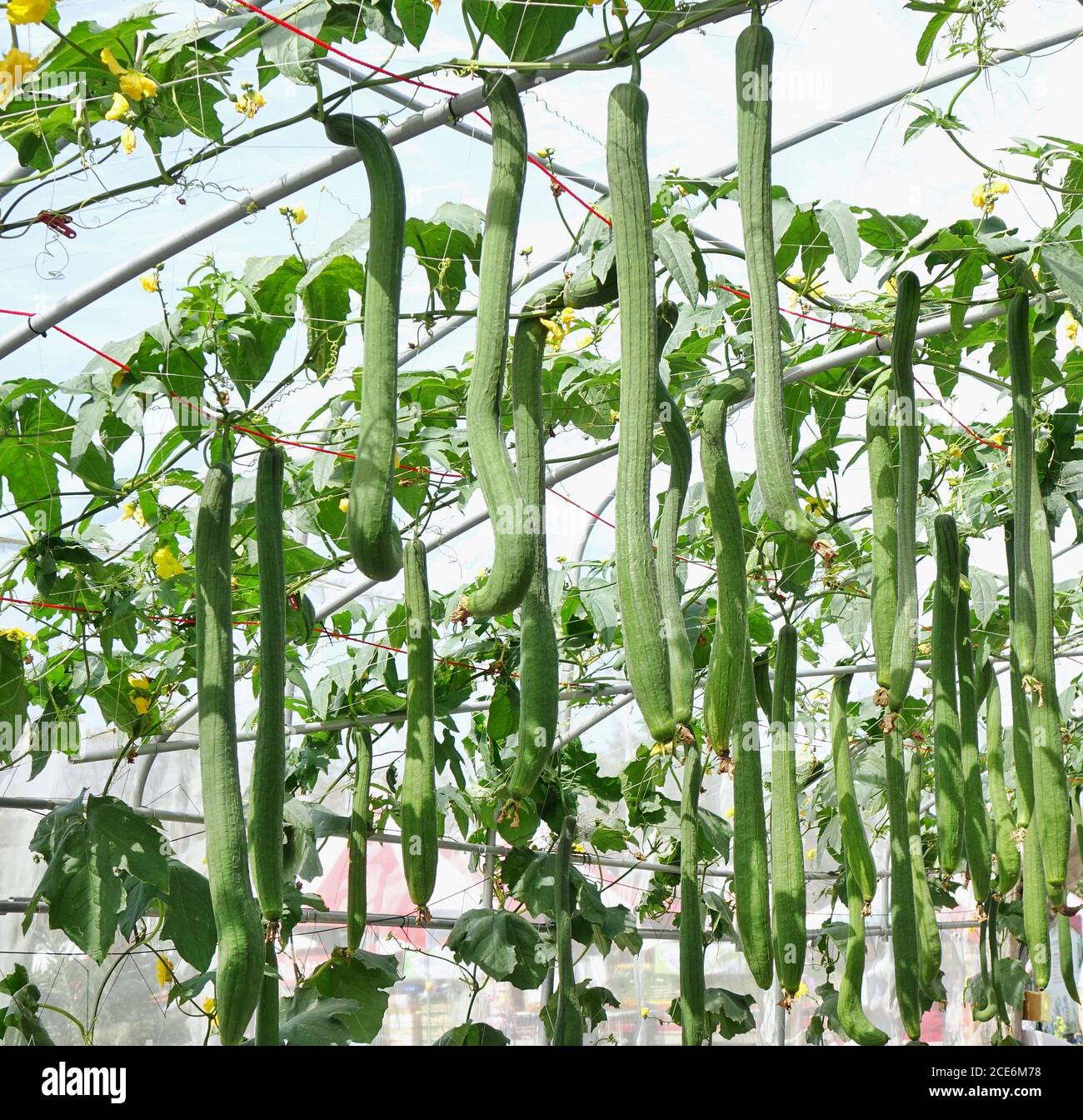 Lush green Asian luffa gourds grow on vines Stock Photo