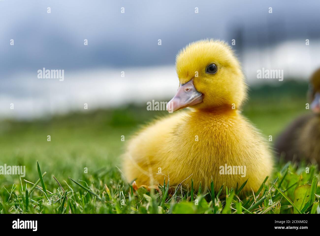 Small Newborn Ducklings Walking On Backyard On Green Grass Yellow Cute Duckling Running On Meadow Field On Sunny Day Stock Photo Alamy