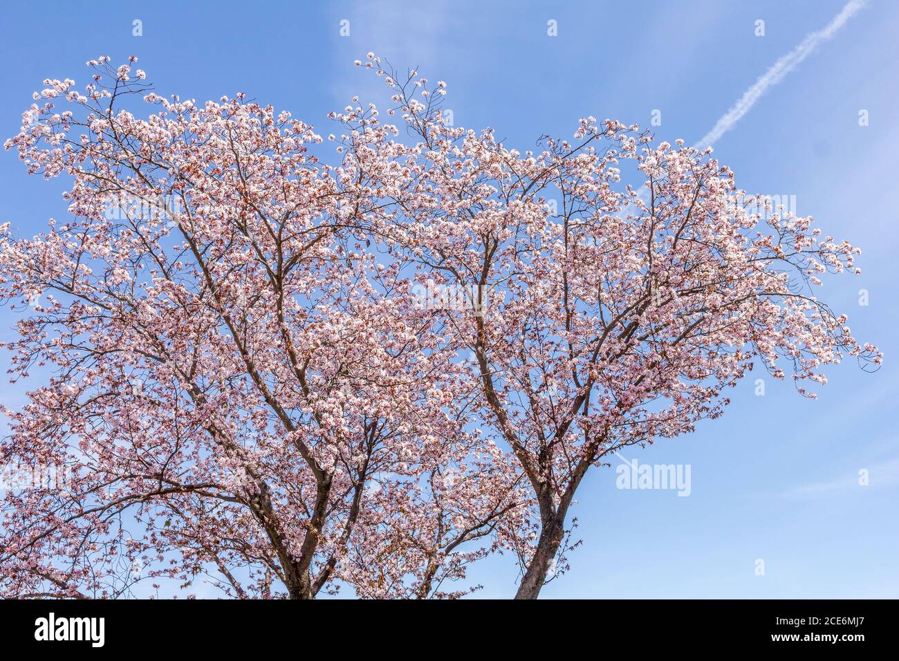 Cherry blossom during the spring Stock Photo - Alamy