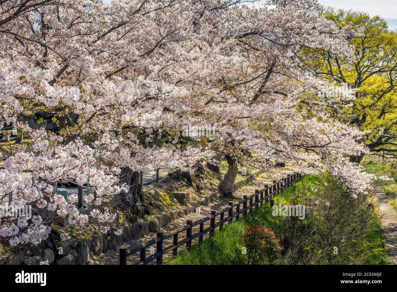Cherry blossom during the spring in a park, Himeji, Japan Stock Photo ...