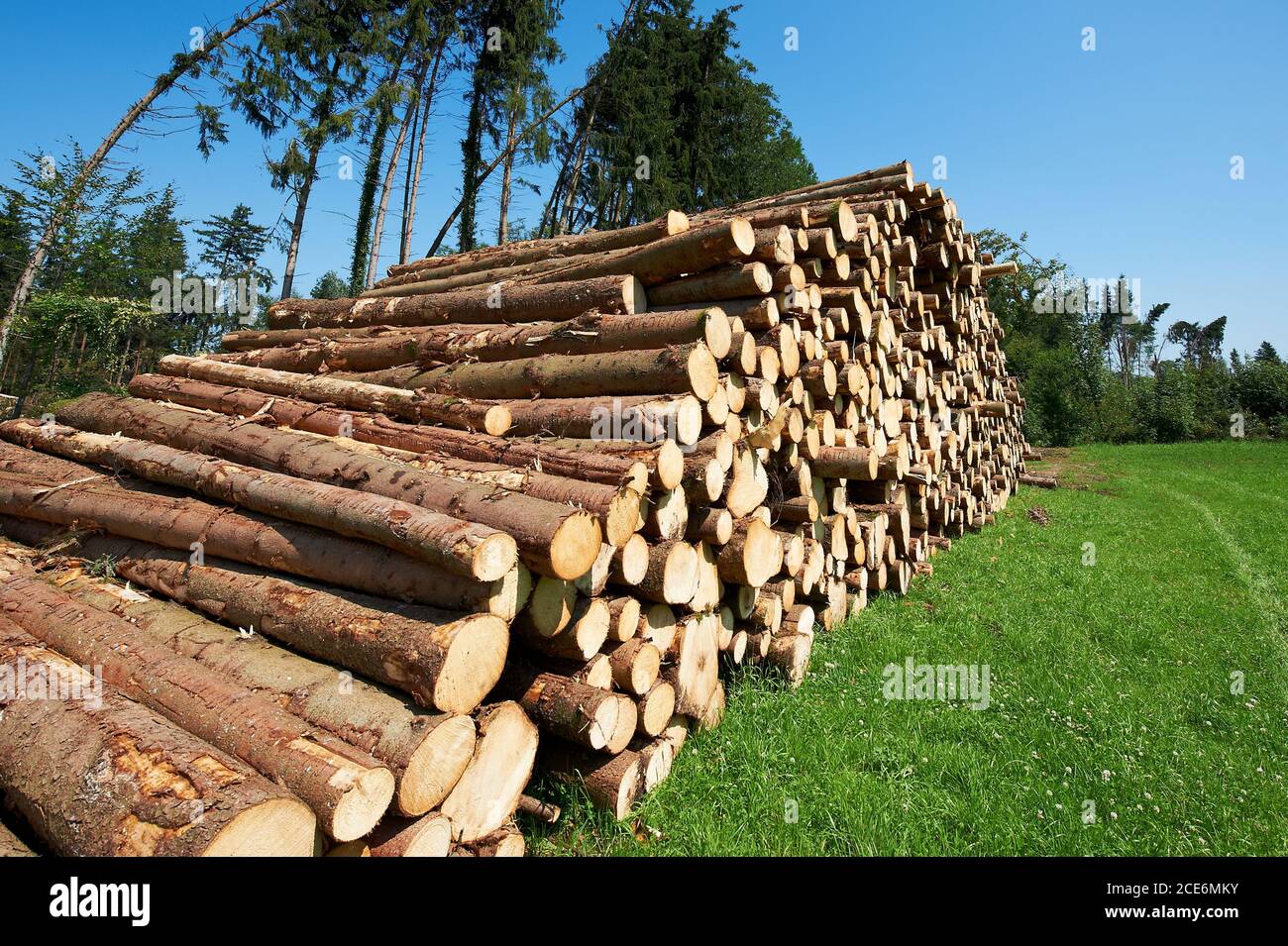 Industrial logging in the forest Stock Photo Alamy