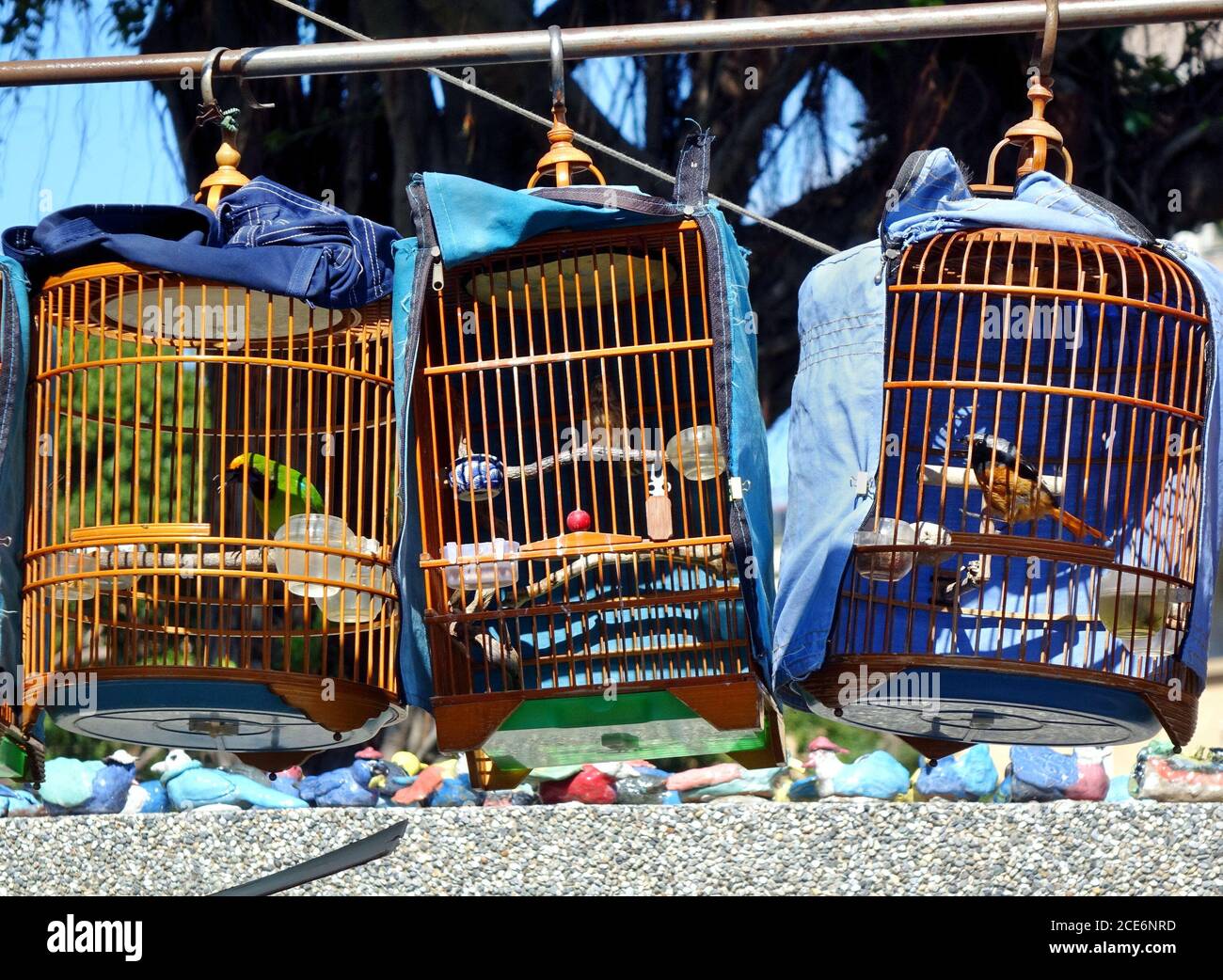A street vendor sells birds in traditional bamboo cages Stock Photo Alamy